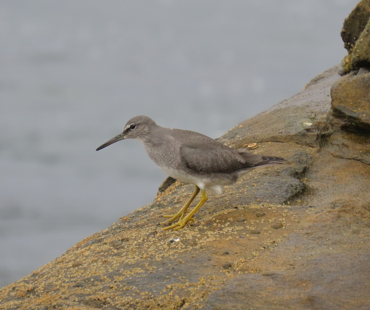 Wandering Tattler - ML623787602