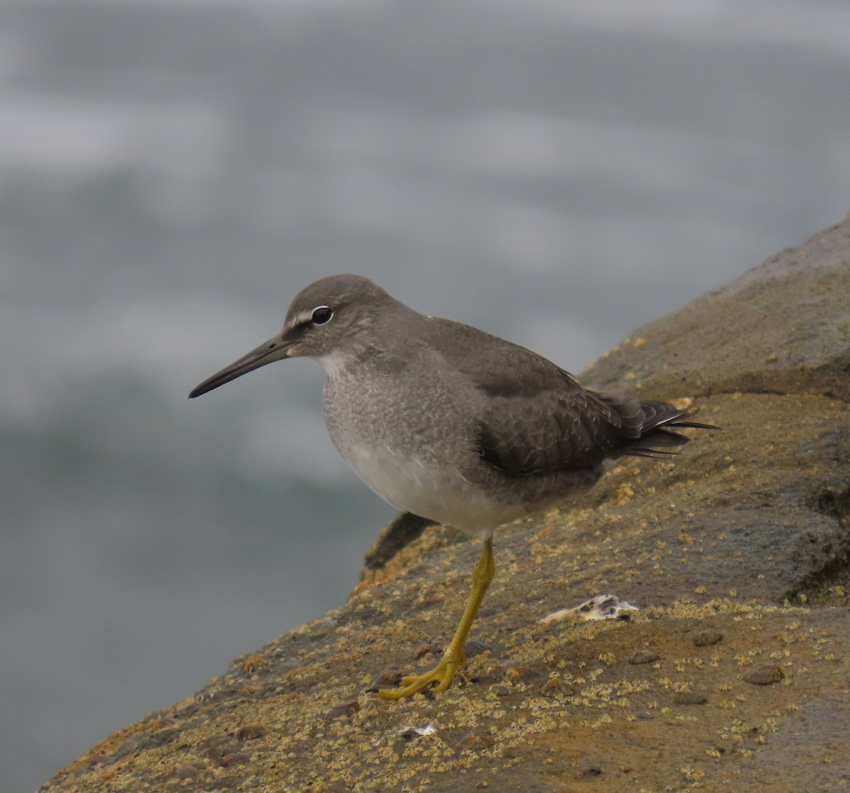 Wandering Tattler - ML623787603