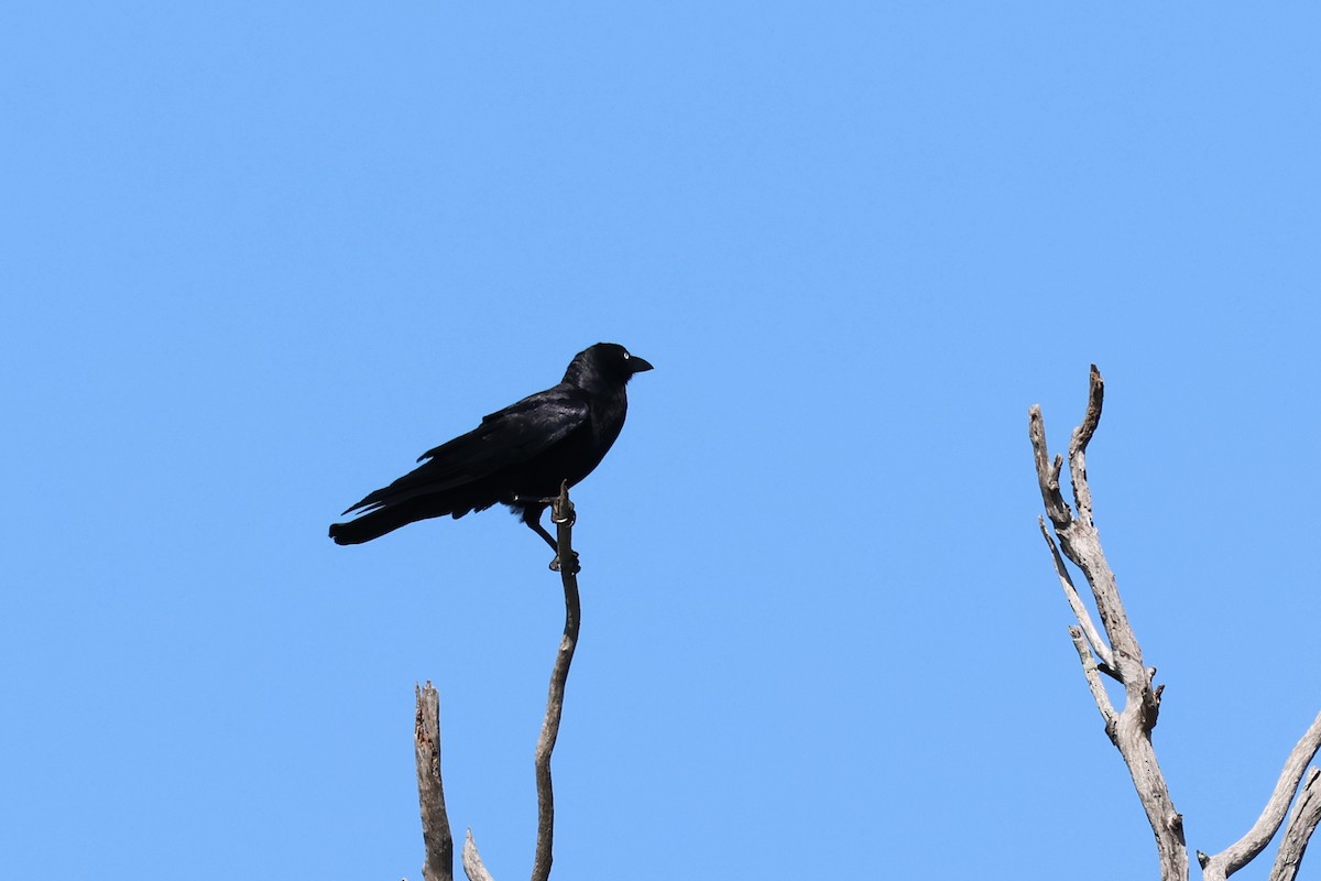 Corbeau de Torres - ML623787686