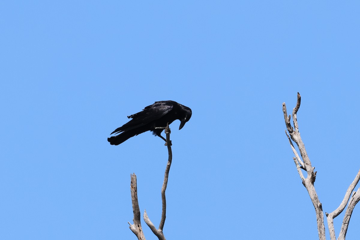 Corbeau de Torres - ML623787687