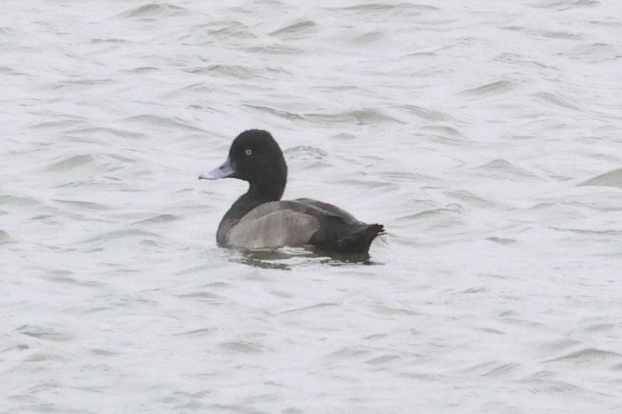 Lesser Scaup - ML623787712