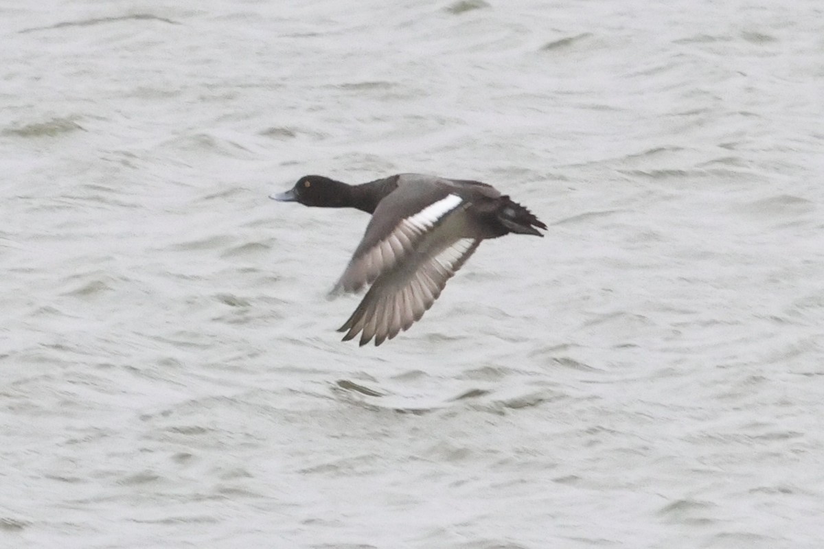 Lesser Scaup - John Diener