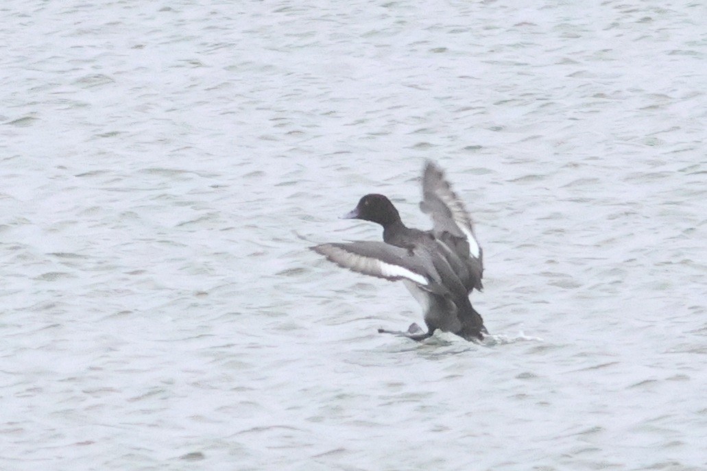 Lesser Scaup - ML623787714