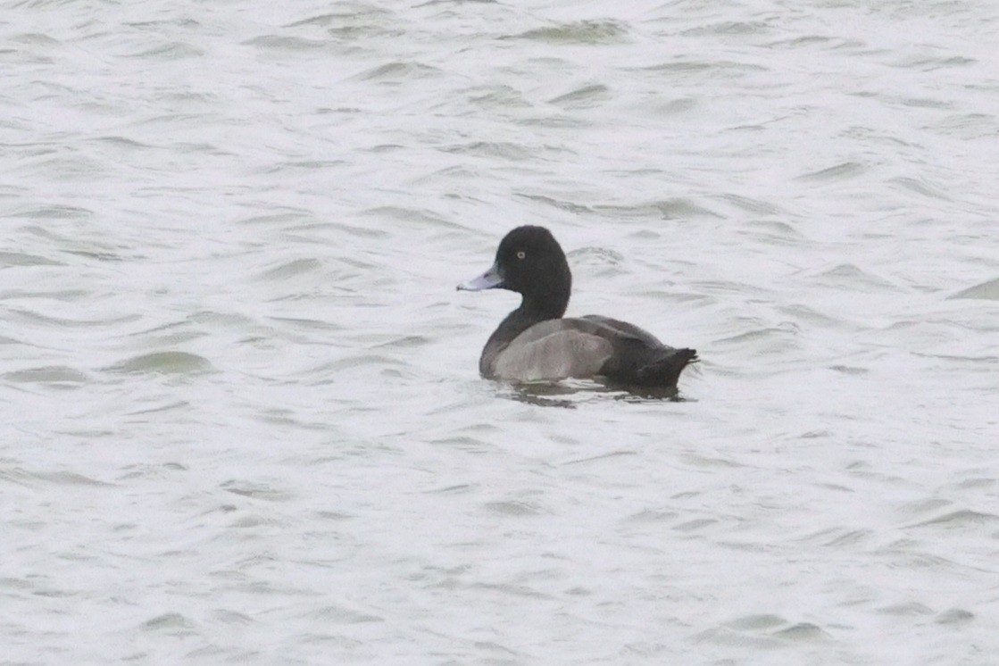 Lesser Scaup - ML623787715