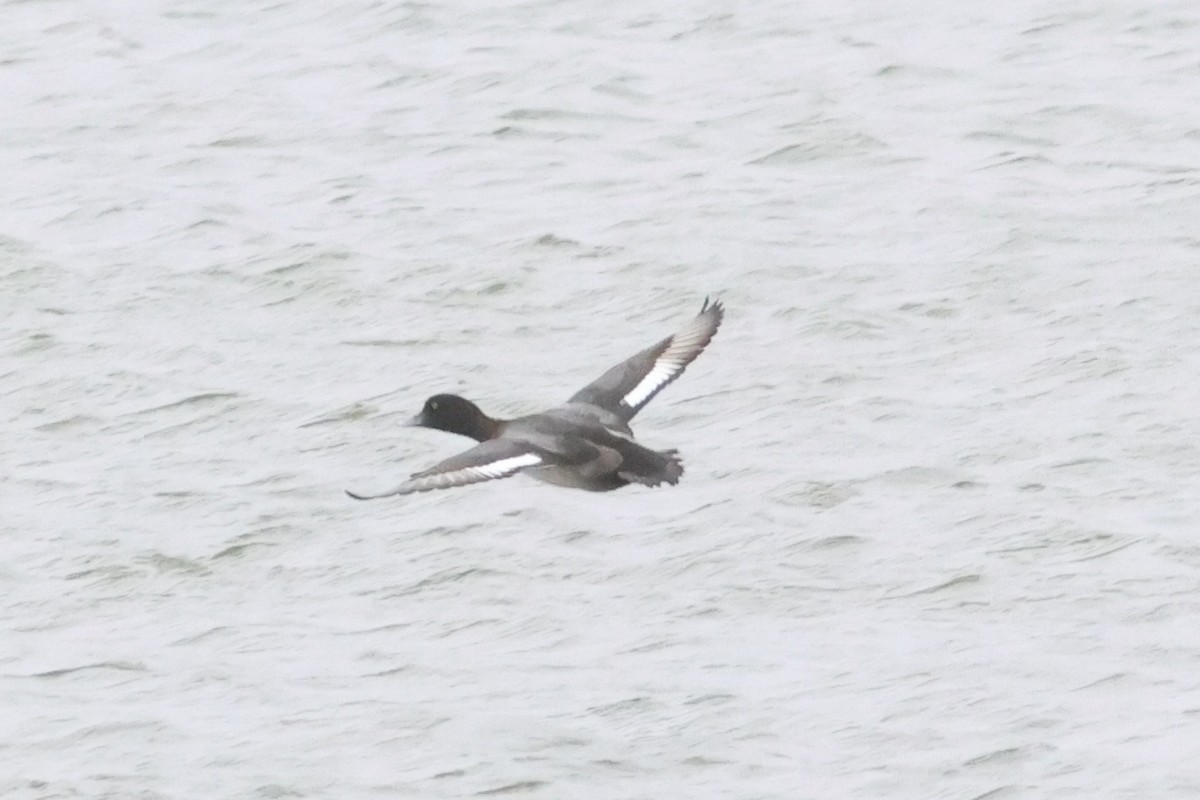 Lesser Scaup - ML623787717