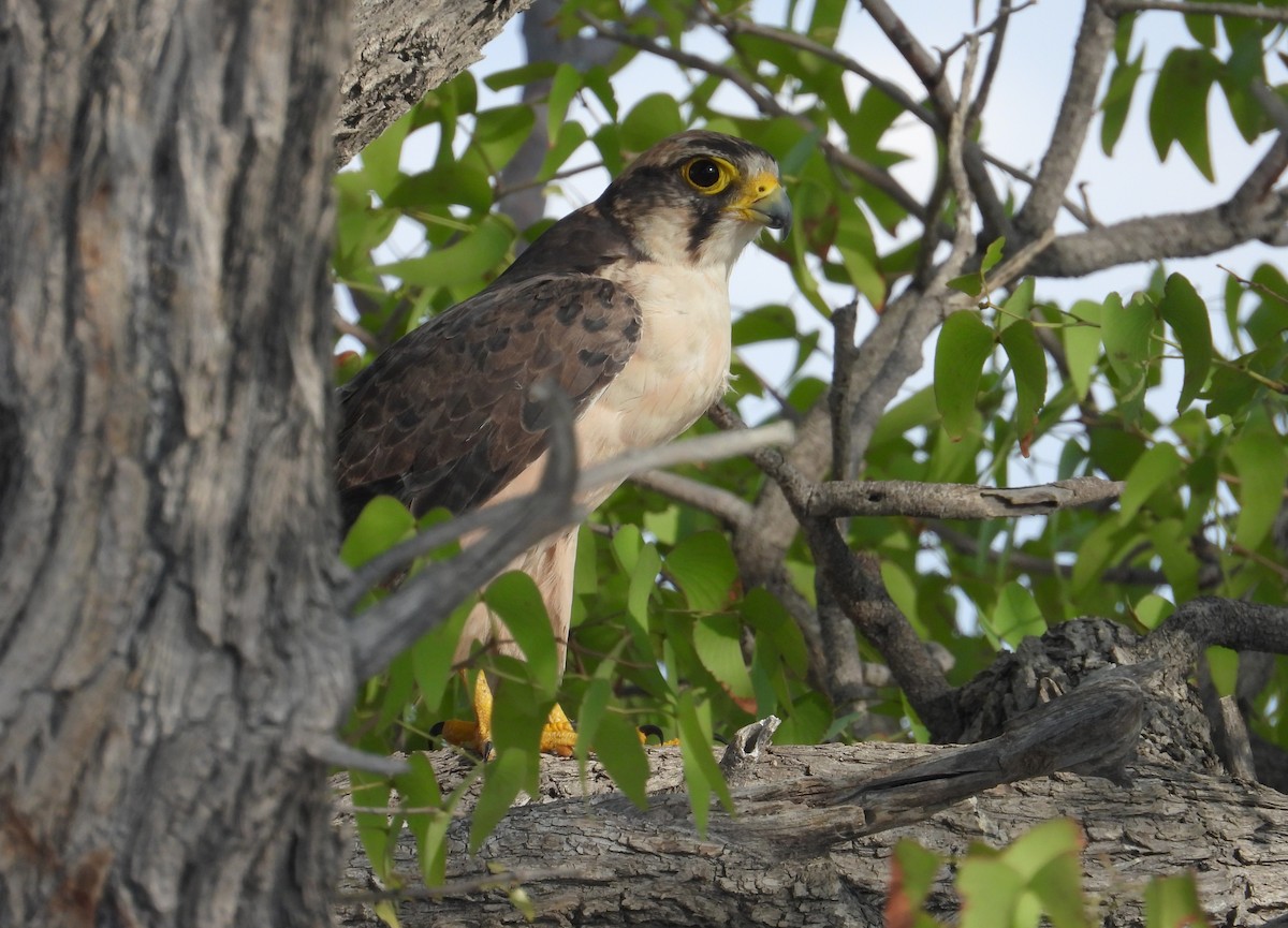 Lanner Falcon - ML623787723