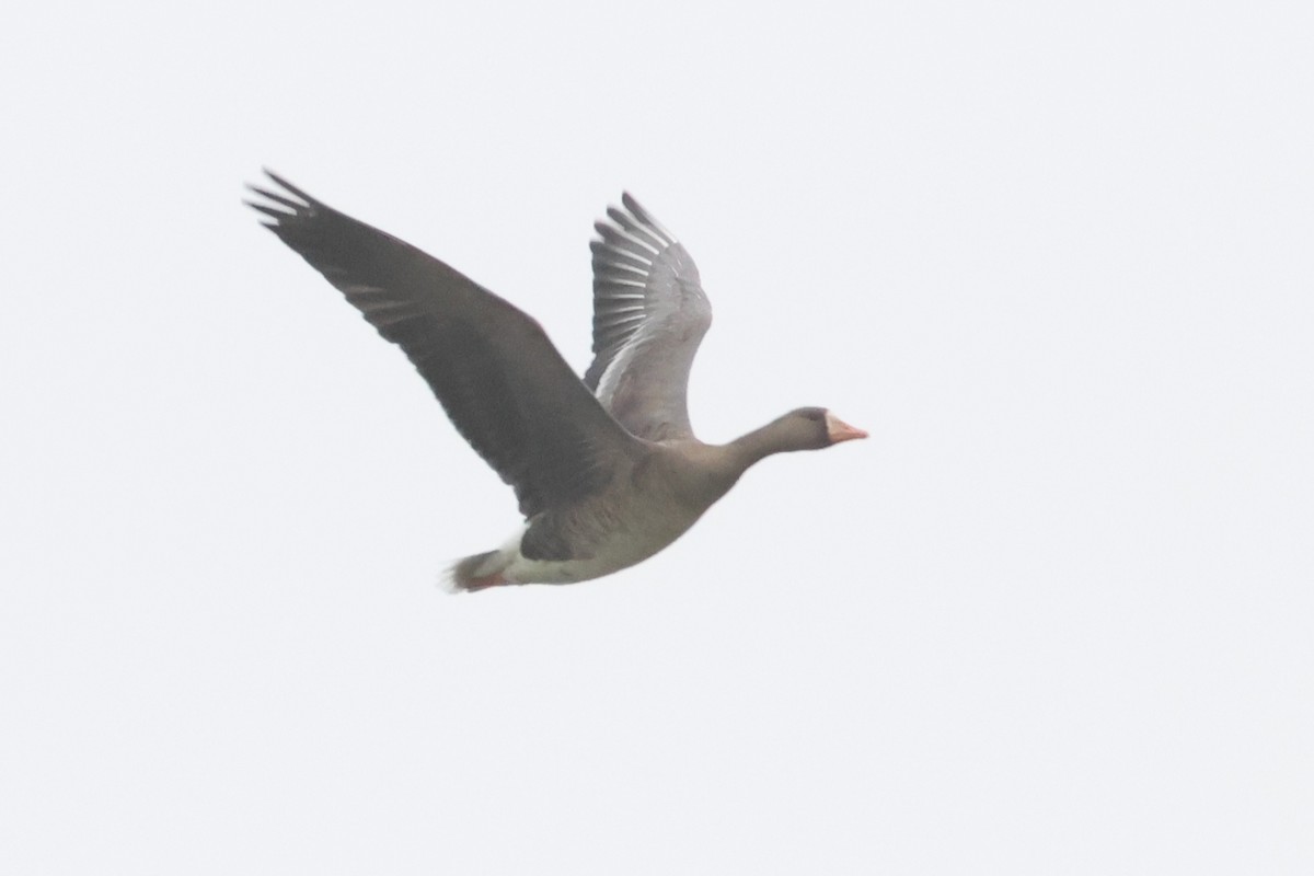 Greater White-fronted Goose - ML623787724