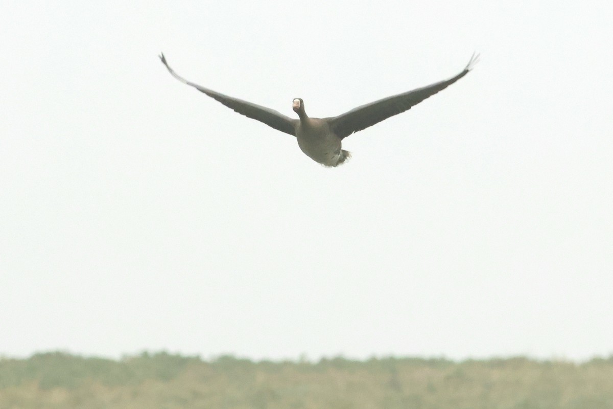 Greater White-fronted Goose - ML623787725