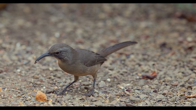 California Thrasher - ML623787730