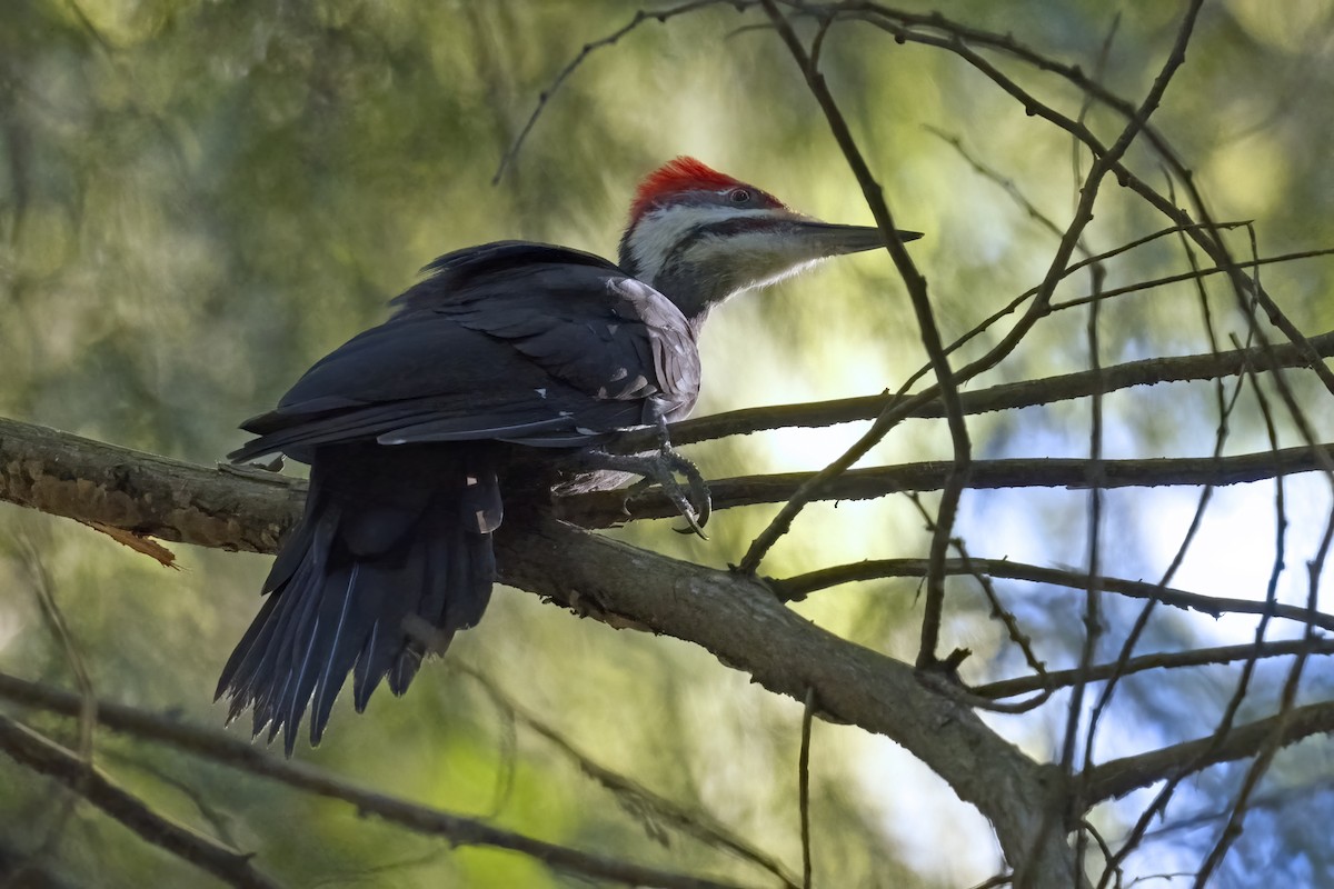 Pileated Woodpecker - ML623787732