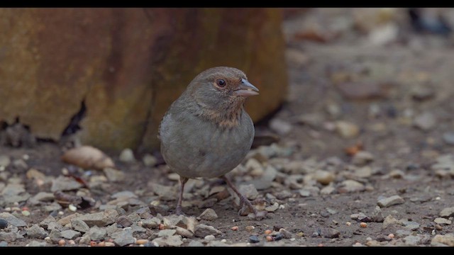 California Towhee - ML623787769