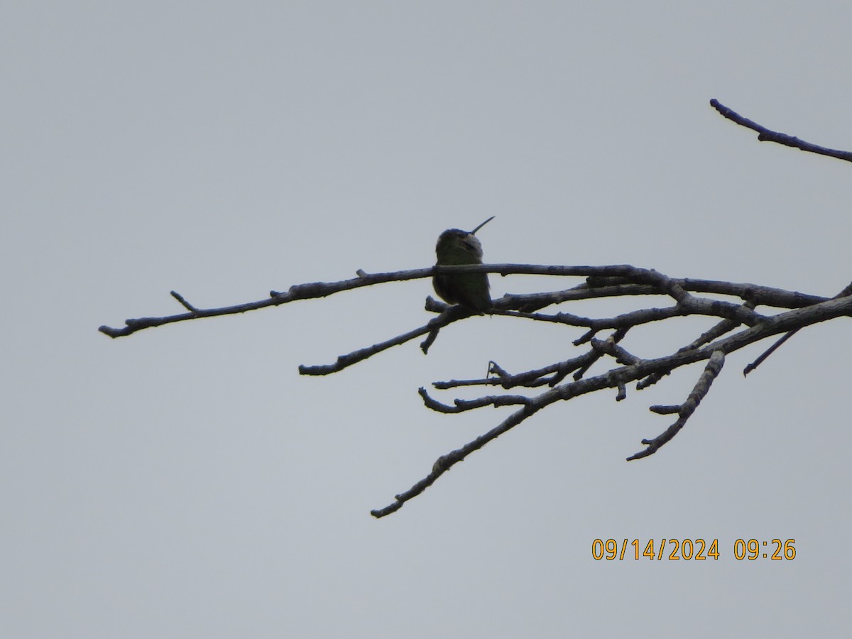 tanımsız Trochilidae sp. - ML623787776