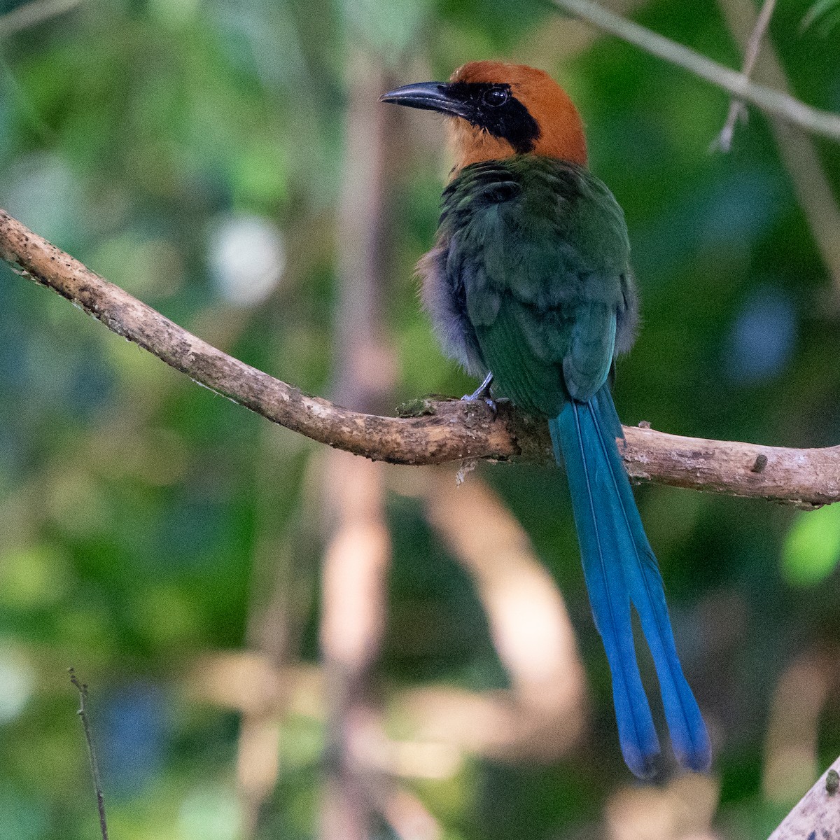 Rufous Motmot - ML623787786