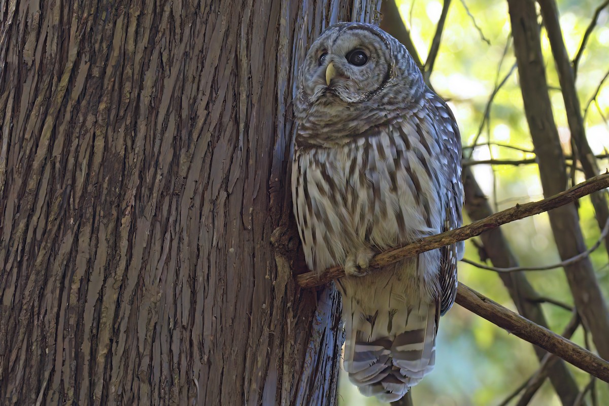 Barred Owl - ML623787790