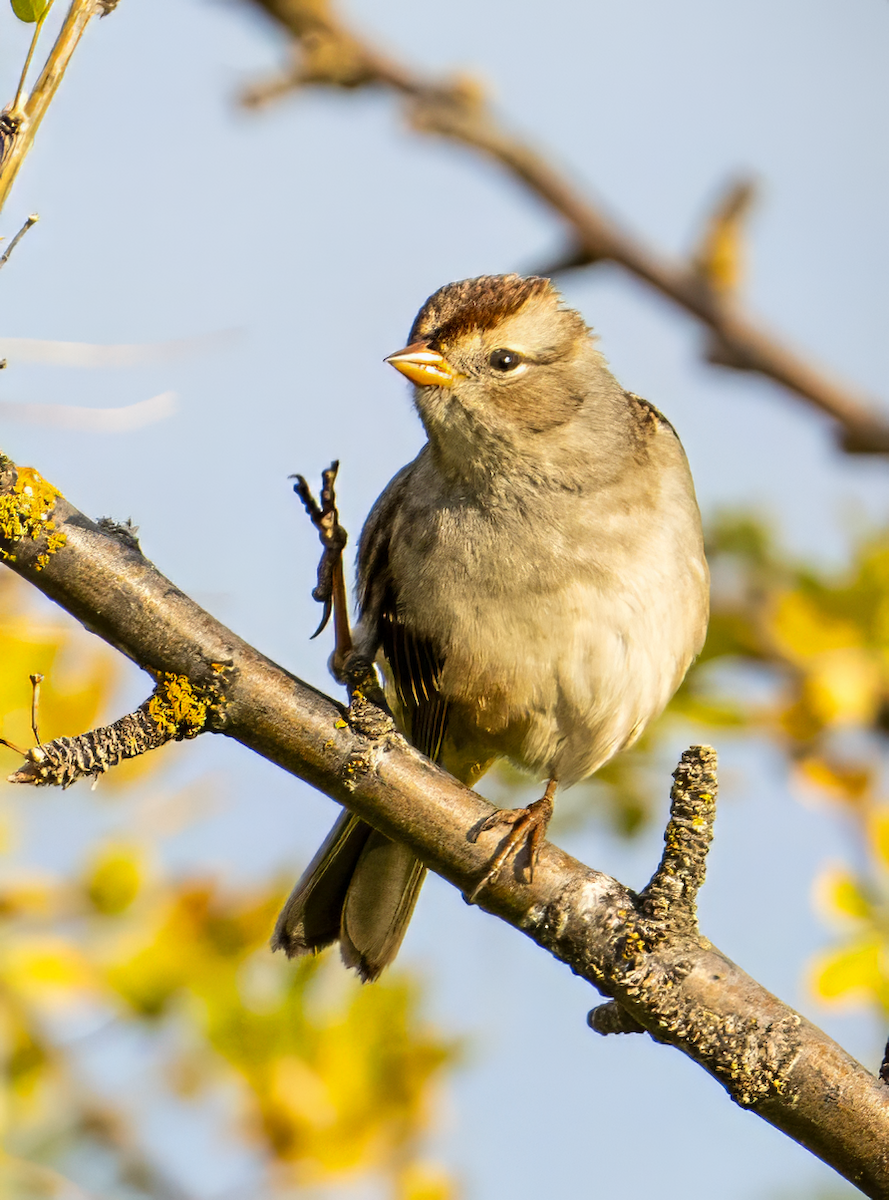 White-crowned Sparrow - ML623787793