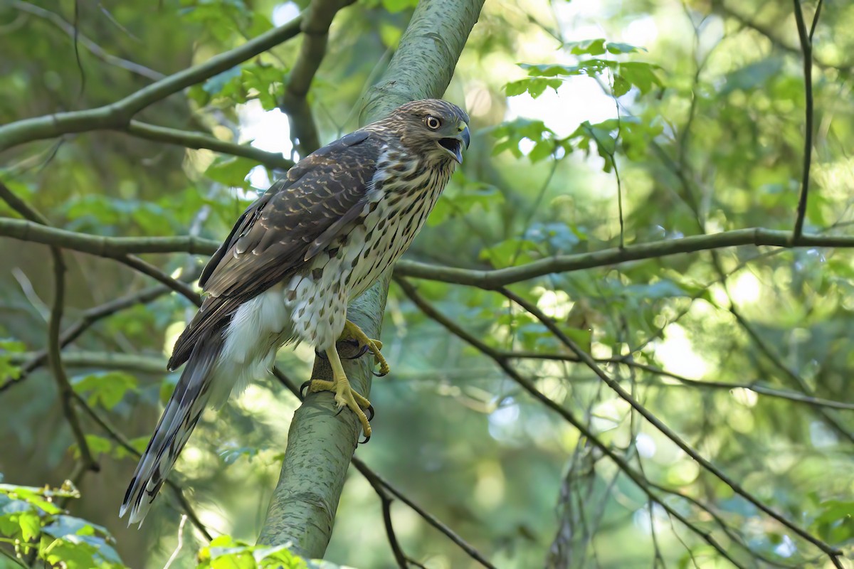 Cooper's Hawk - ML623787799