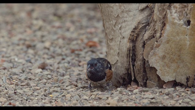 Spotted Towhee - ML623787820