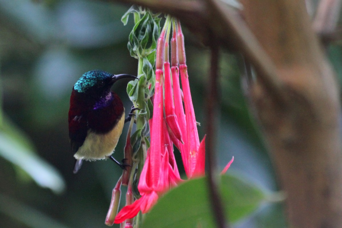 Crimson-backed Sunbird - ML623787823