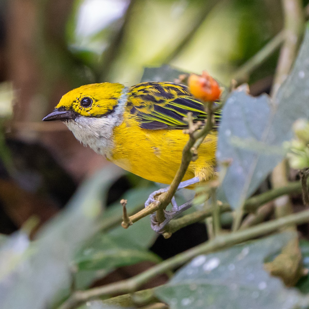 Silver-throated Tanager - ML623787843