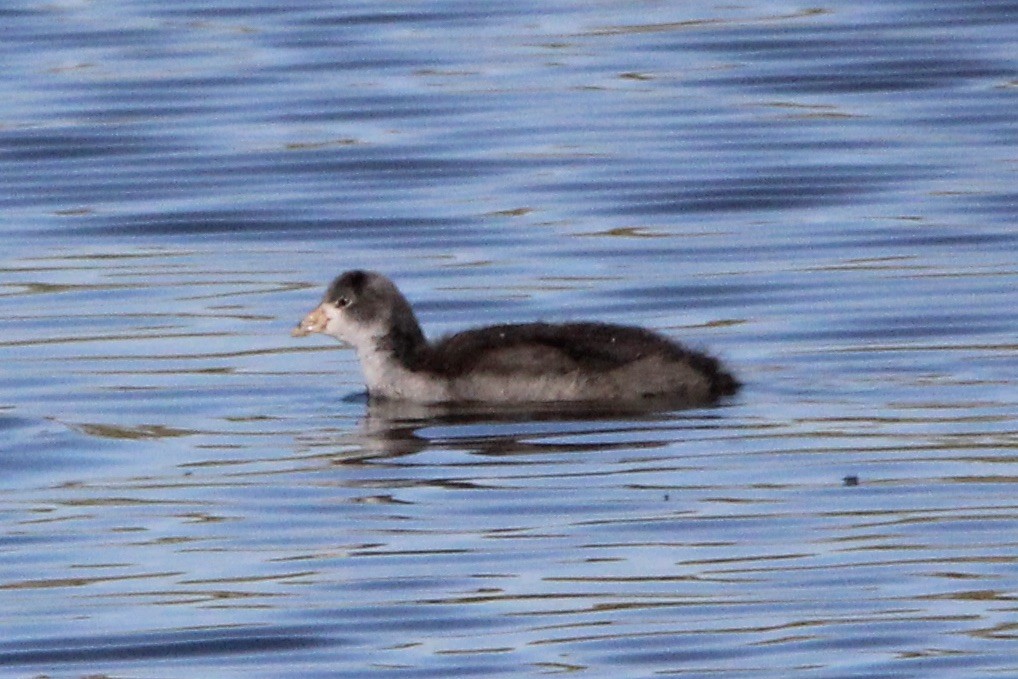 American Coot - ML623787844