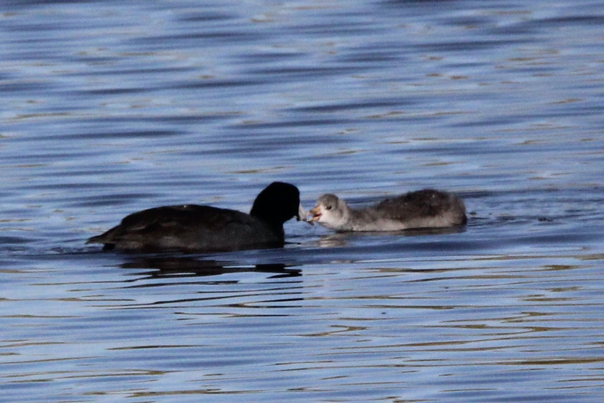 American Coot - ML623787846