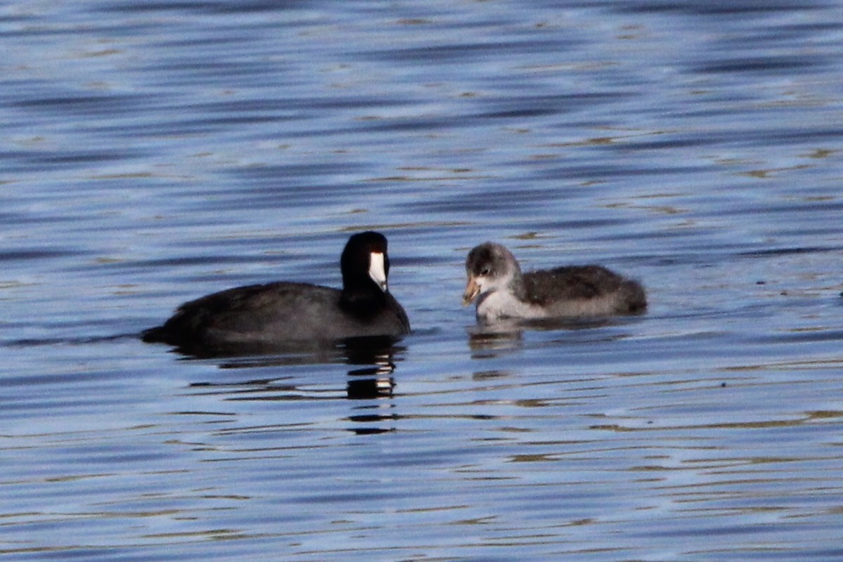 American Coot - ML623787847