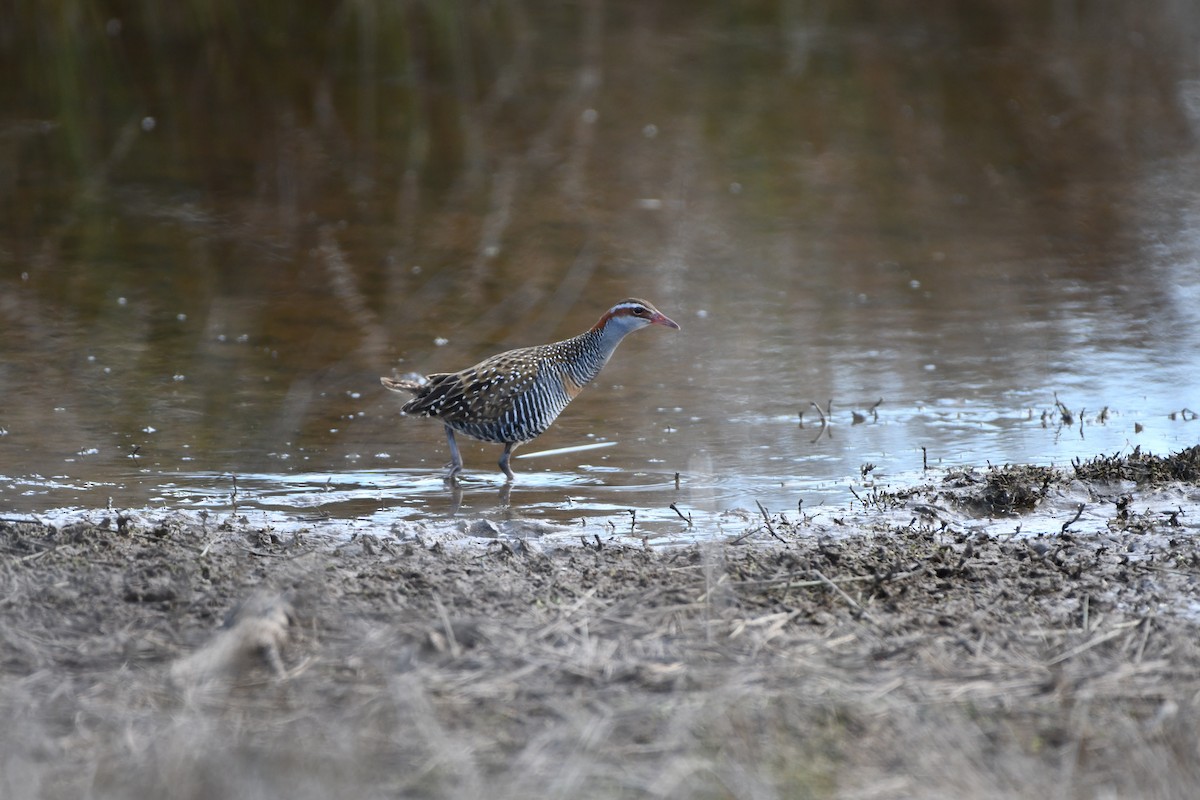 Buff-banded Rail - ML623787850