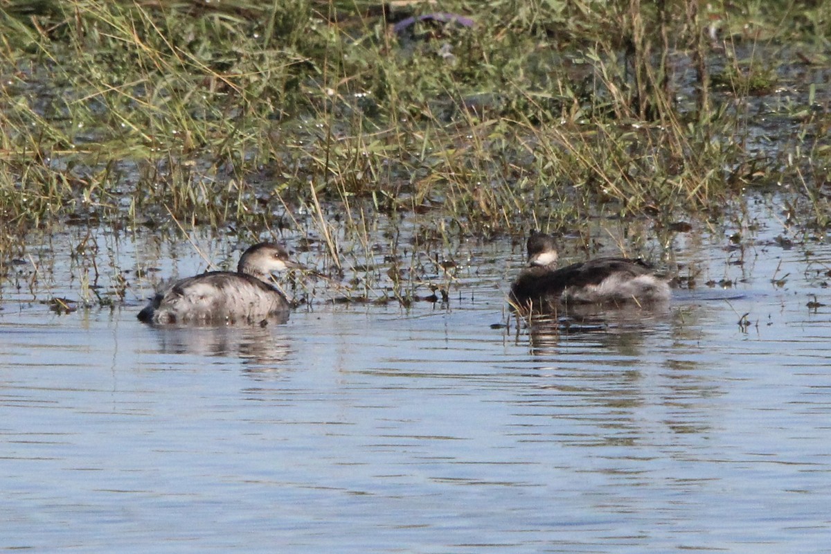 Eared Grebe - ML623787852