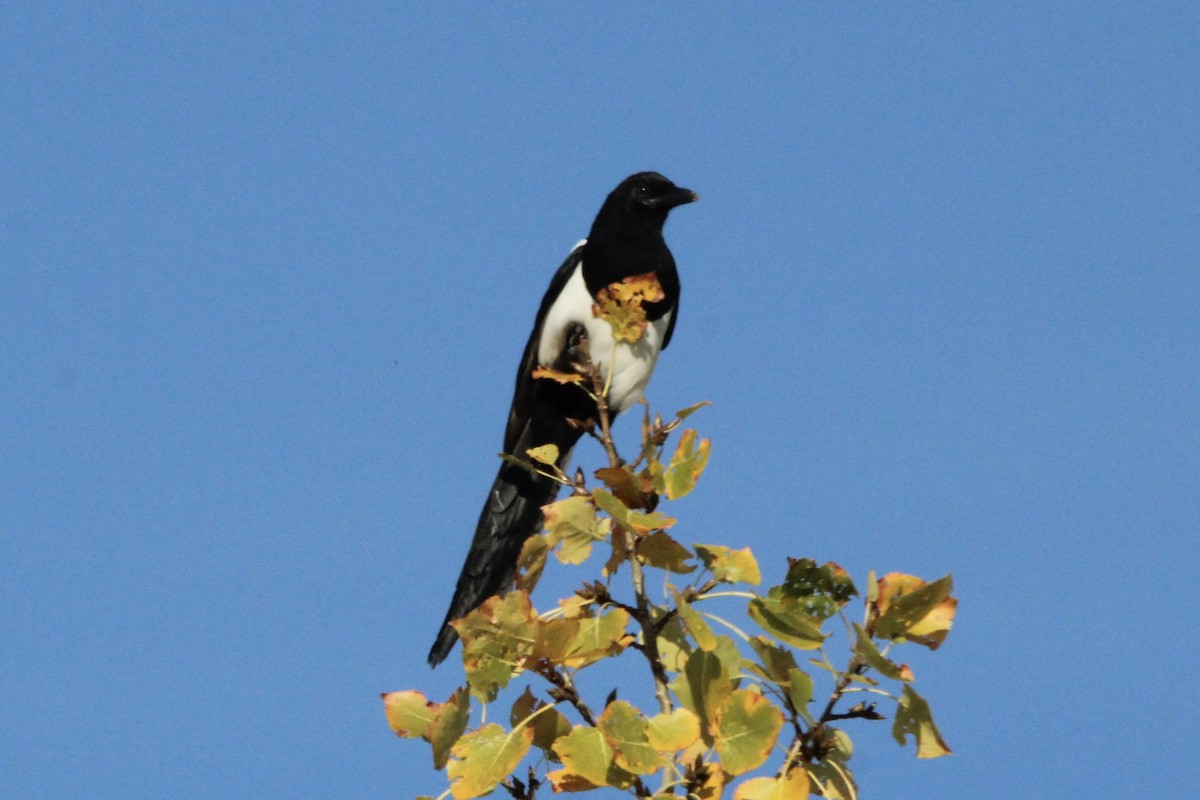 Black-billed Magpie - ML623787858