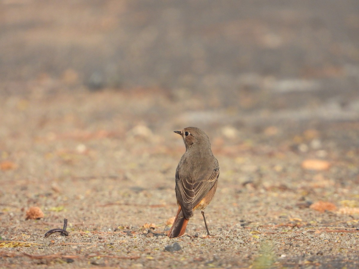 Black Redstart - Yogesh More