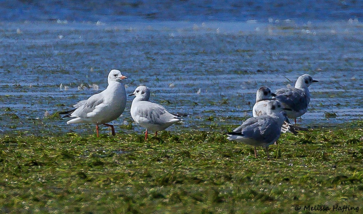 Karabaş Martı - ML623787956