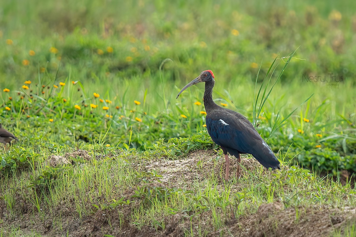 Red-naped Ibis - ML623787965