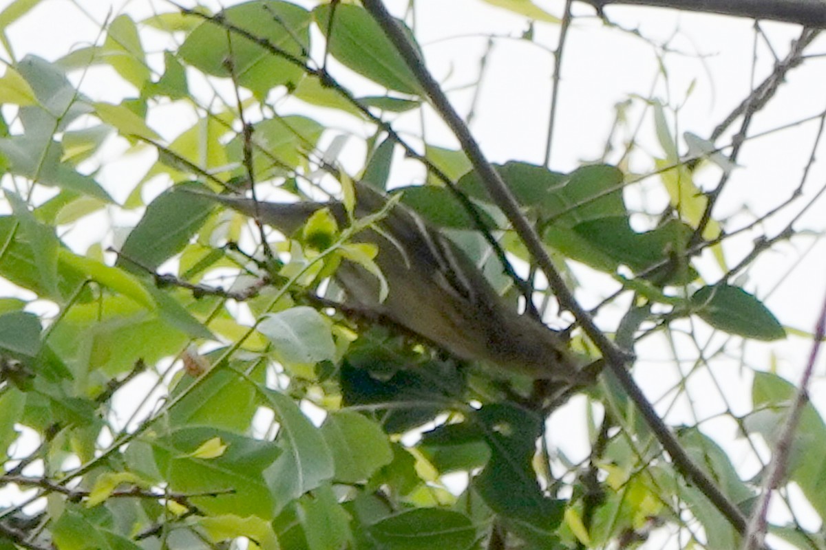 new world warbler sp. - ML623787978