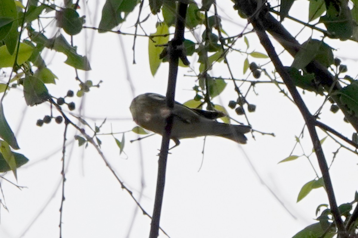 new world warbler sp. - ML623787992