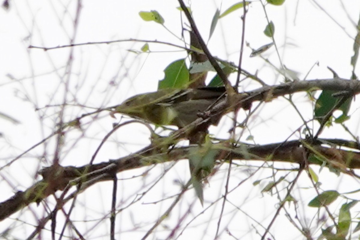 new world warbler sp. - ML623787994