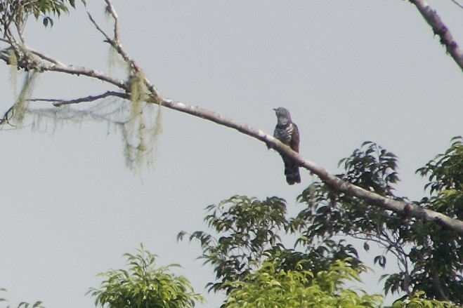 Sulawesi Cuckoo - ML623788024