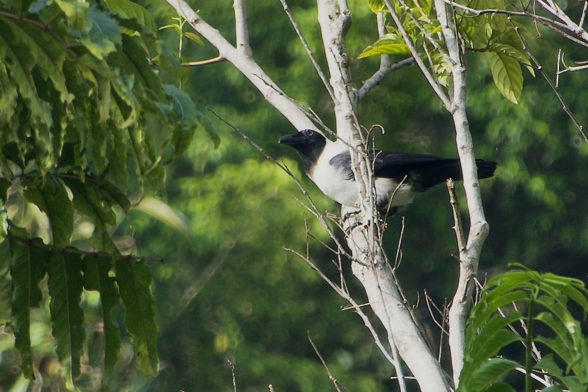 Piping Crow - ML623788039