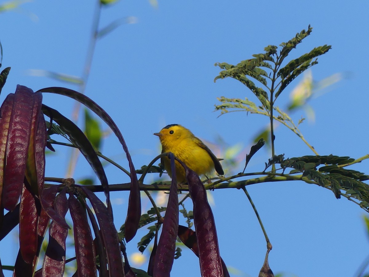 Wilson's Warbler - ML623788043