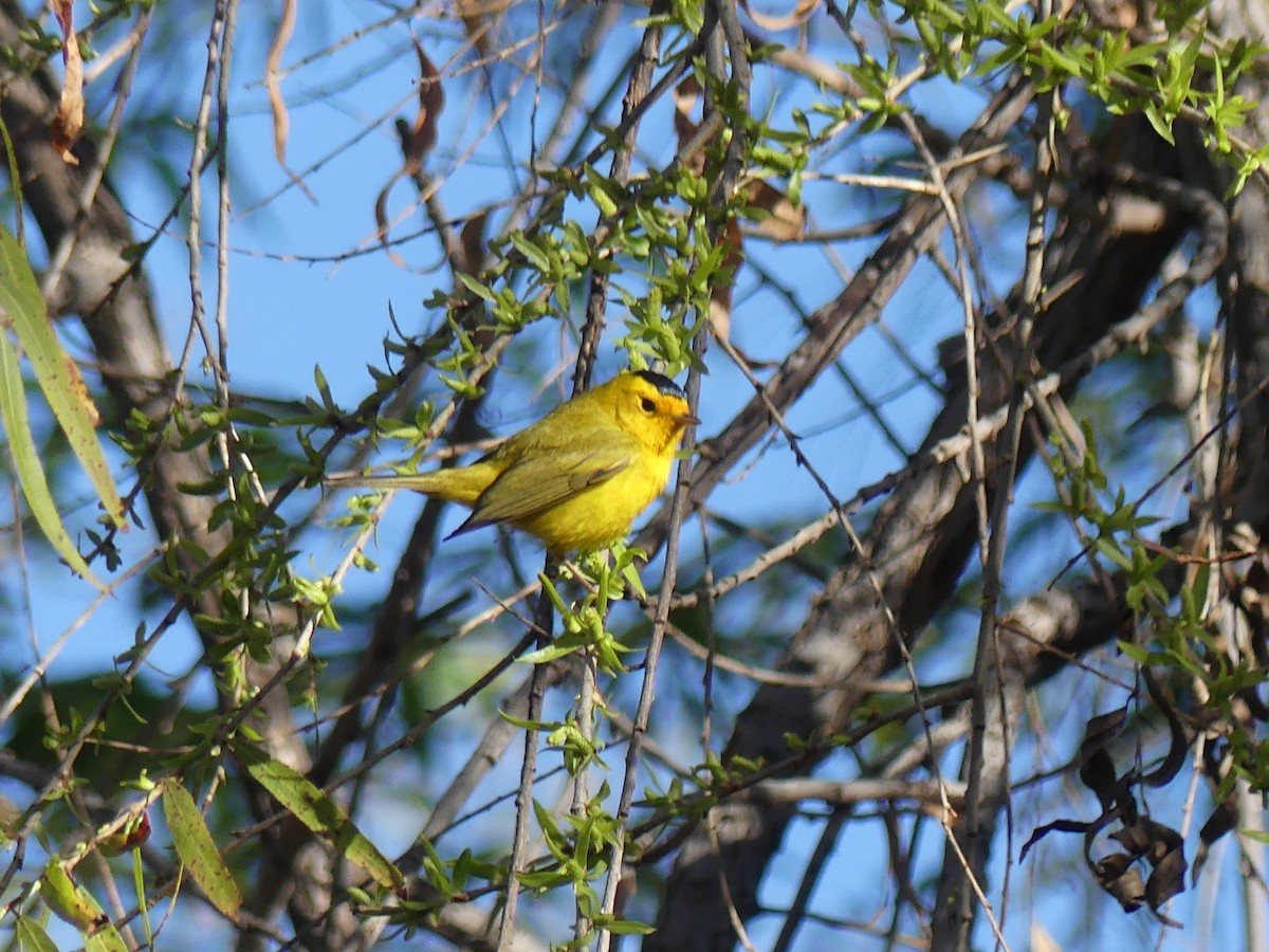 Wilson's Warbler - ML623788044