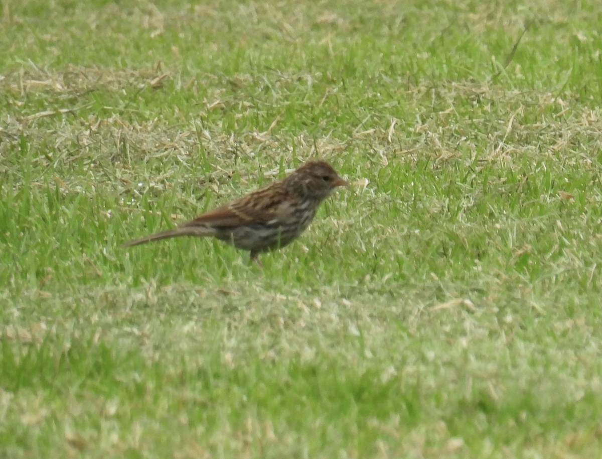 Chipping Sparrow - ML623788046