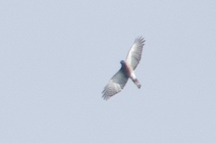 Vinous-breasted Sparrowhawk - ML623788050