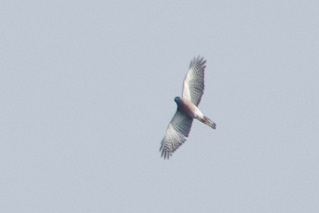 Vinous-breasted Sparrowhawk - ML623788051