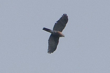 Vinous-breasted Sparrowhawk - ML623788052