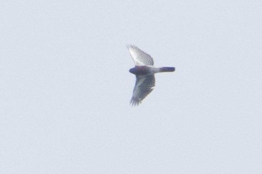 Vinous-breasted Sparrowhawk - ML623788053