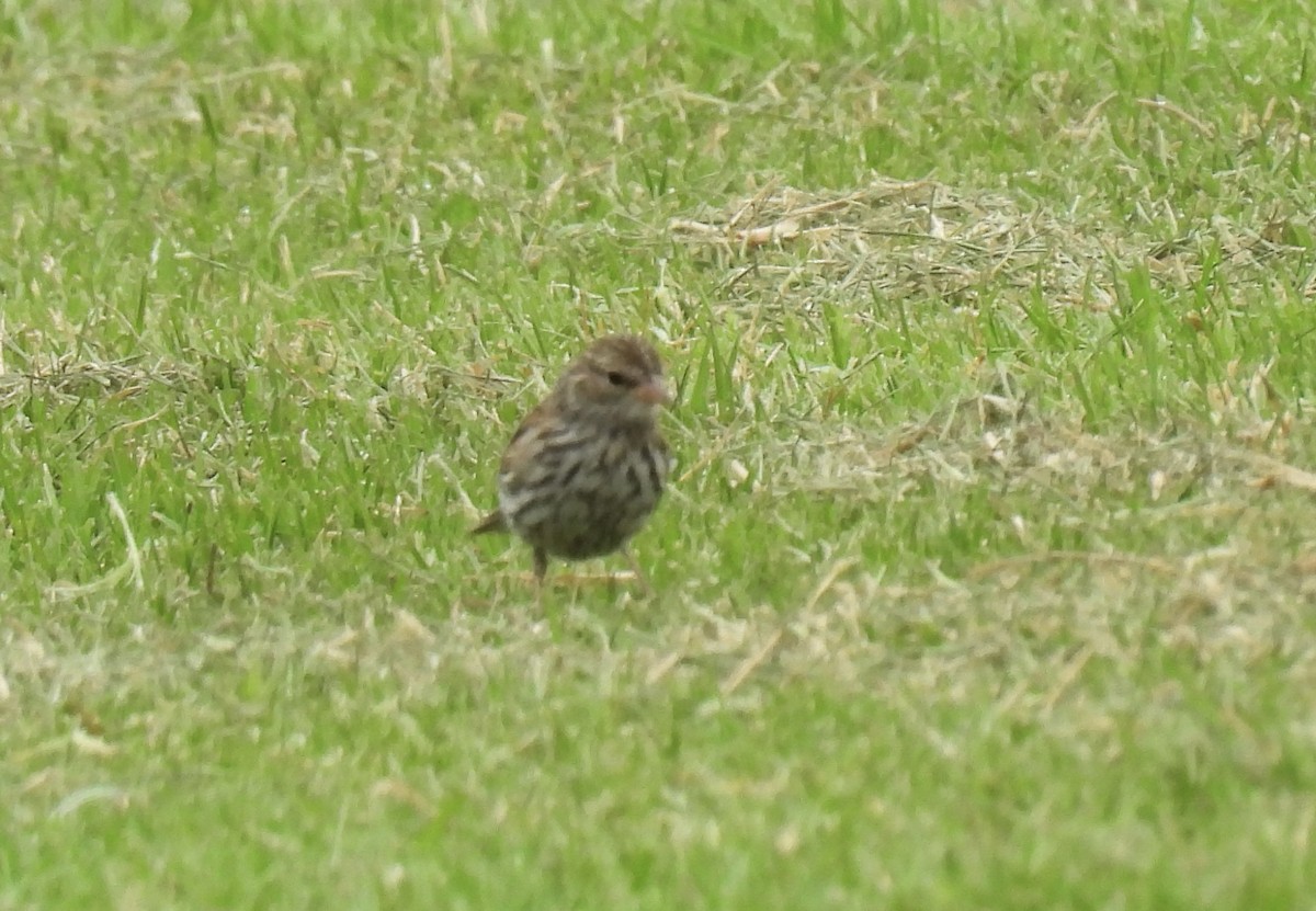 Chipping Sparrow - ML623788058