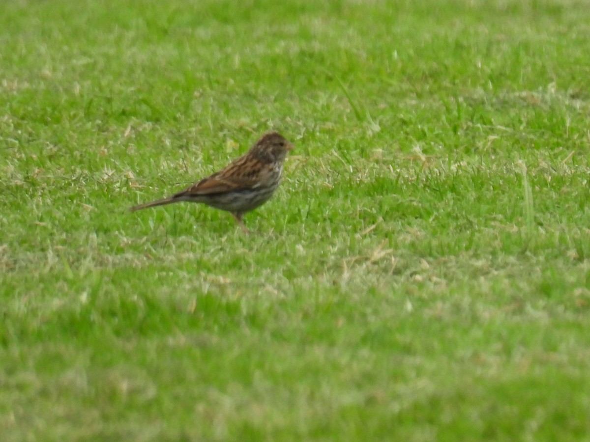 Chipping Sparrow - ML623788062