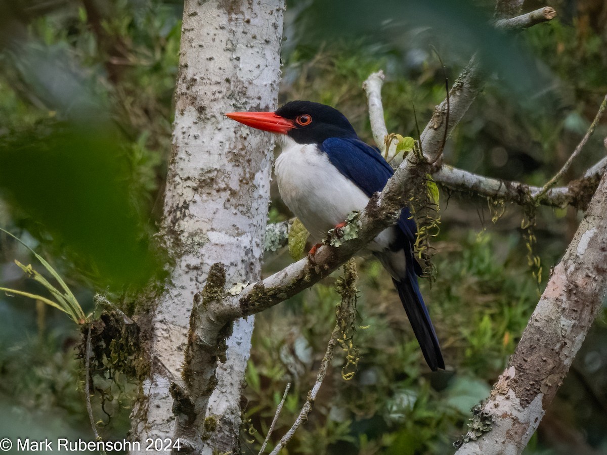 White-rumped Kingfisher - ML623788073