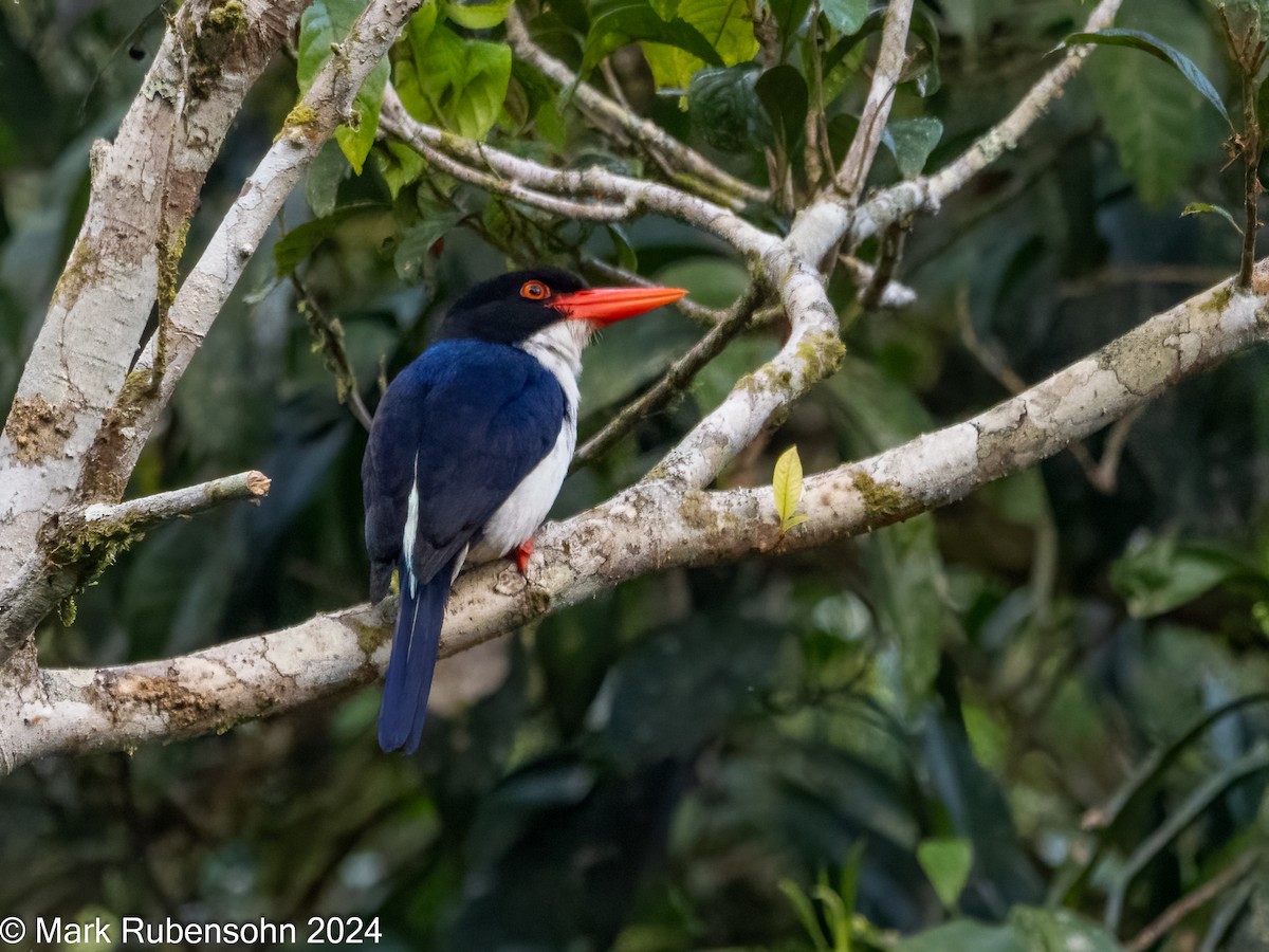 White-rumped Kingfisher - ML623788076