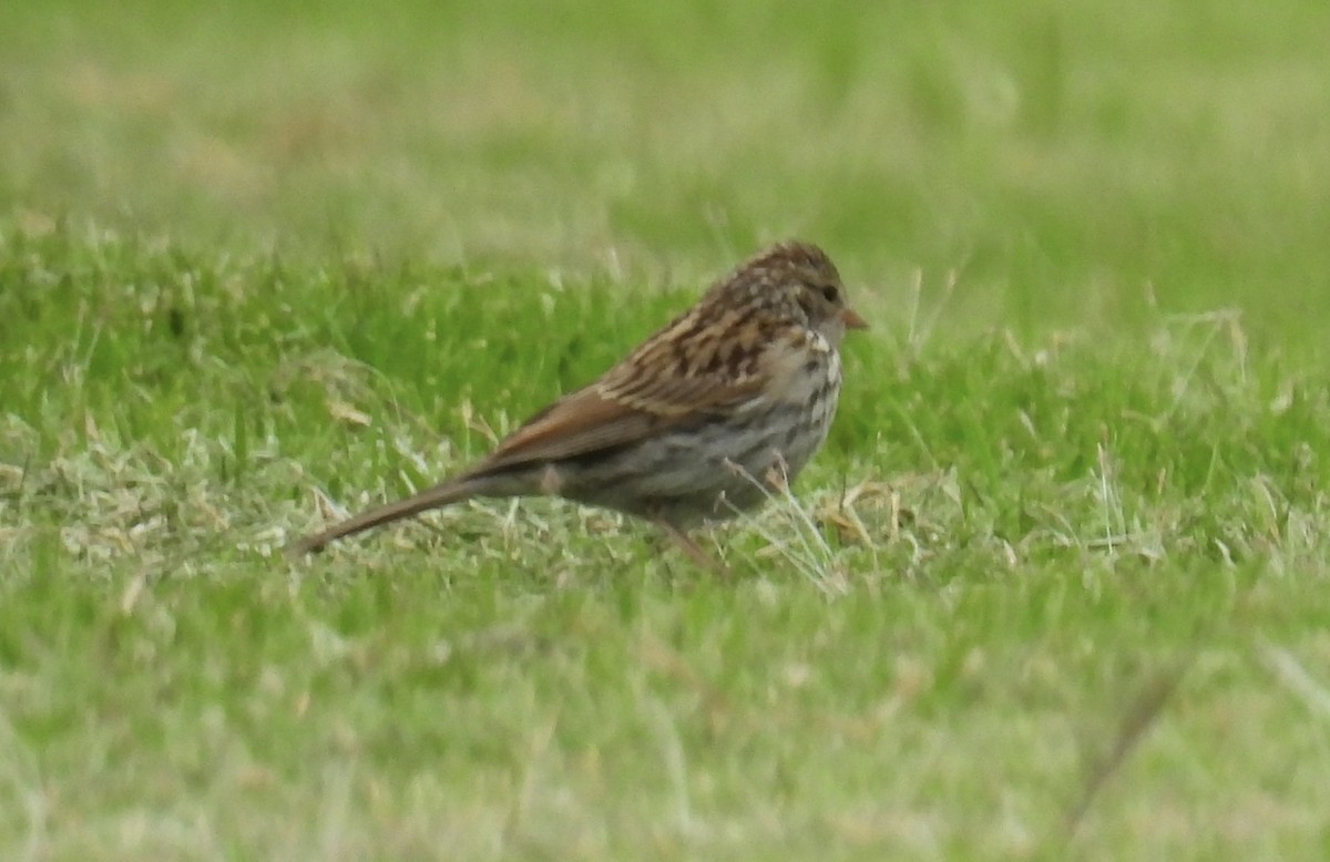 Chipping Sparrow - ML623788079