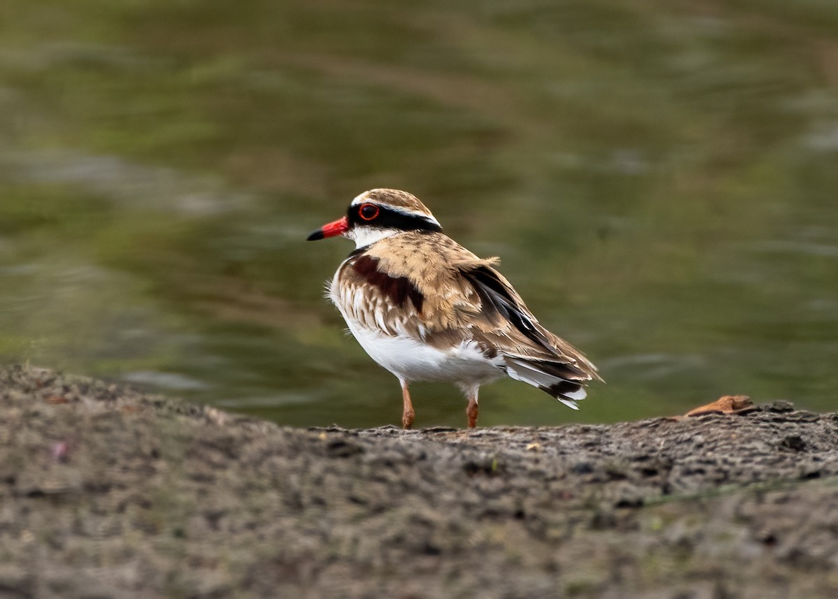 Black-fronted Dotterel - ML623788091